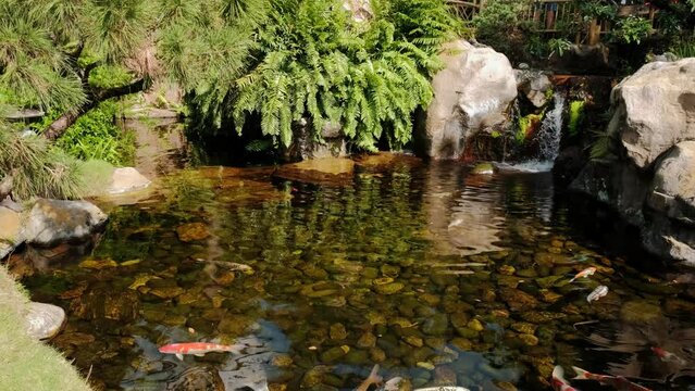 Fishes Koi swimming in a small lake in the park. Wide shot