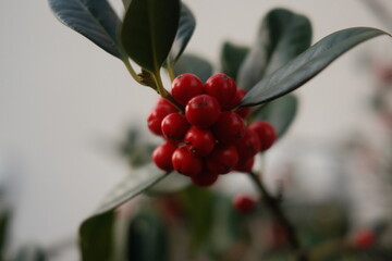 Vogelbeeren
