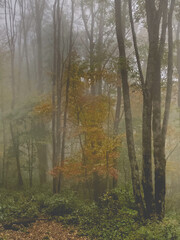 Beautiful Matted Photography of Fall Weather Hiking the Appalachian Trail. Misty Fall Weather Hiking North America Forests