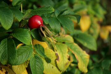 Rosehip bush with red ripe fruit, green leaves background
