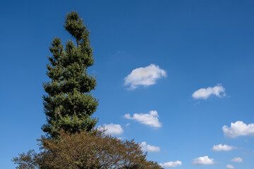 Obraz premium 青い空と木々の風景写真