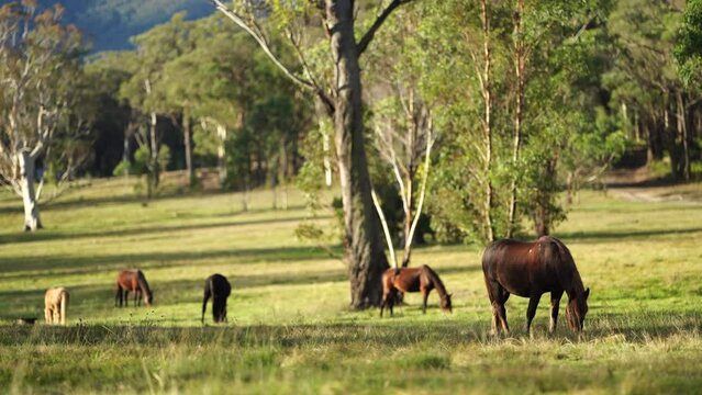Beautiful horses grazing on grass in a field. Grey horse in the trees on a farm	
