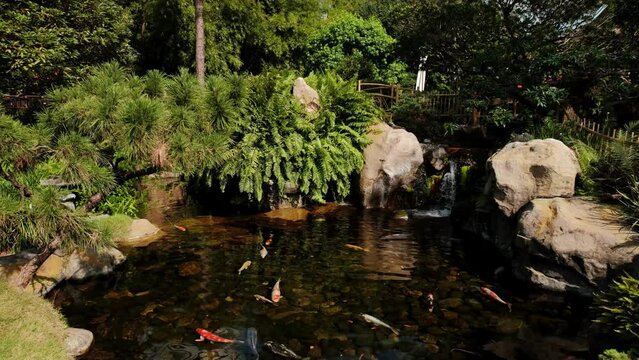 Fishes Koi swimming in a small lake in the park. Wide futage