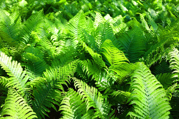 A fern is a member of a group of vascular plants that reproduce via spores and have neither seeds...