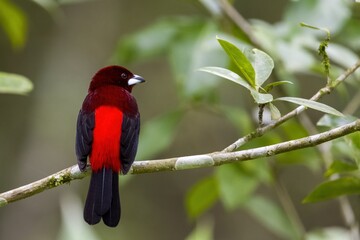 Crimson-backed tanager (Ramphocelus dimidiatus) on a branch.