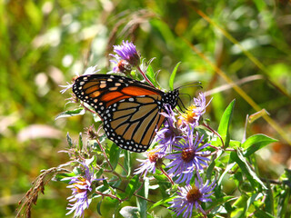 Monarch Butterfly