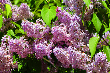 Syringa vulgaris (lilac or common lilac) is a species of flowering plant in the olive family...