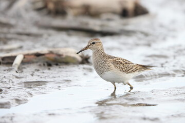 The pectoral sandpiper (Calidris melanotos) is a small, migratory wader that breeds in North America and Asia, wintering in South America and Oceania.