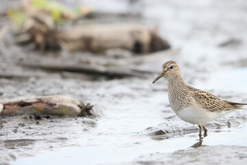 The pectoral sandpiper (Calidris melanotos) is a small, migratory wader that breeds in North America and Asia, wintering in South America and Oceania.