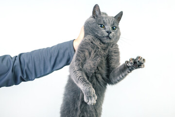man hand holds a gray cat by the scruff of the neck. Home fluffy pet is guilty - obrazy, fototapety, plakaty
