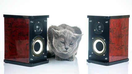 Gray cat sits between two audio stereo speakers on a white background