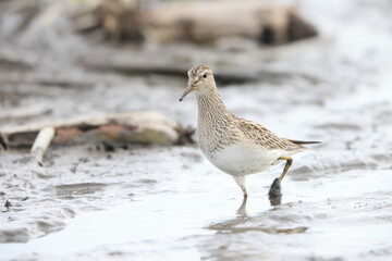 The pectoral sandpiper (Calidris melanotos) is a small, migratory wader that breeds in North America and Asia, wintering in South America and Oceania.