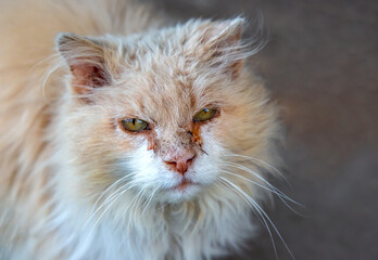 homeless dirty and sick cat. nature and mammal predators.