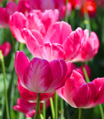 Tulips is a perennial, bulbous plant with showy flowers in the genus Tulipa, of which up to 109 species