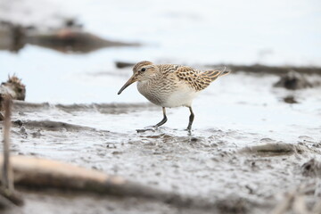 The pectoral sandpiper (Calidris melanotos) is a small, migratory wader that breeds in North America and Asia, wintering in South America and Oceania.
