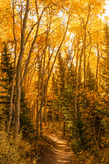Fototapeta premium Beautiful Forest Aspen Scenery in Autumn, Colorado