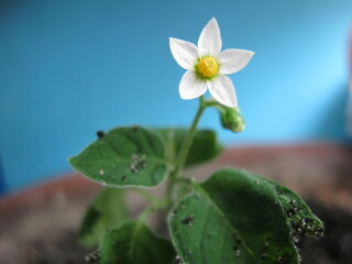 White nightshade flower close up on blue background