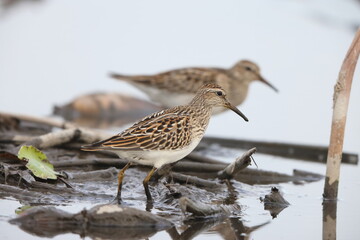The pectoral sandpiper (Calidris melanotos) is a small, migratory wader that breeds in North America and Asia, wintering in South America and Oceania.