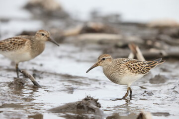 The pectoral sandpiper (Calidris melanotos) is a small, migratory wader that breeds in North America and Asia, wintering in South America and Oceania.