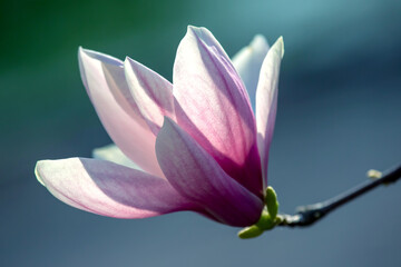 Fototapeta premium head of blooming magnolia. botany and flowers