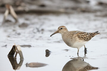 The pectoral sandpiper (Calidris melanotos) is a small, migratory wader that breeds in North America and Asia, wintering in South America and Oceania.