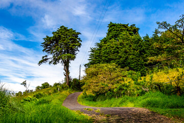 Fototapeta na wymiar Forest hiking trail and tall gigantic plants trees Costa Rica.