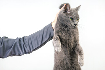 man hand holds a gray cat by the scruff of the neck. Home fluffy pet is guilty