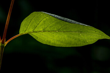 Simple image of a backlit green leaf on black background.
