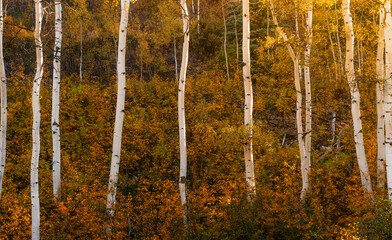Beautiful White Tree Bark Aspen Trees in Colorful Forest