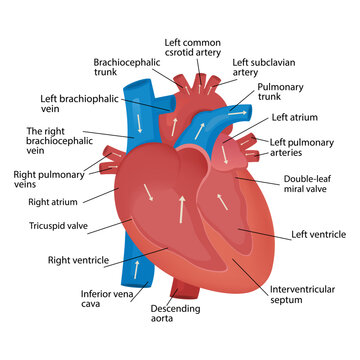 Heart blood flow anatomical diagram with atrium and ventricle system. Vector, medical poster. Blood circulation path scheme with arrows.