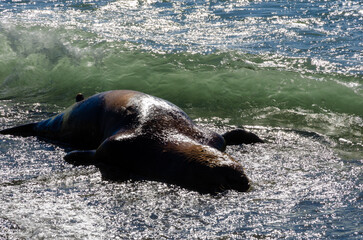 A dead sea lion (Zalophus californianus) washed up on the beach in Tofino BC, the west coast of Vancouver Island