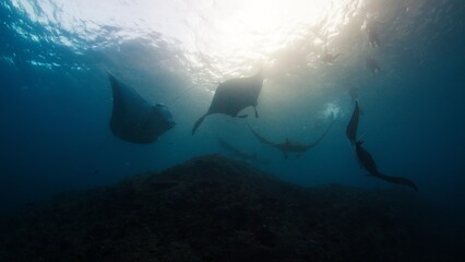 Giant oceanic manta rays or Mobula birostris slowly swim underwater in Nusa Penida, Bali, Indonesia - obrazy, fototapety, plakaty