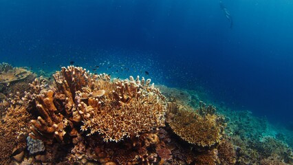 Healthy coral reef underwater in Komodo National Park in Indonesia