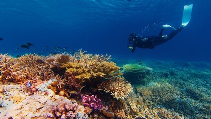 Freediving on the abundant healthy reef. Woman freediver glides underwater and watches the healthy...