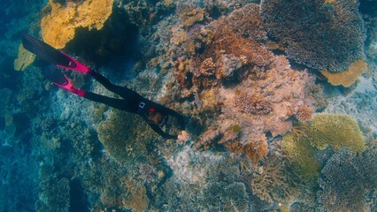 Freediving on the abundant healthy reef. Woman freediver glides underwater and watches the healthy coral reef in the Komodo National Park in Indonesia - obrazy, fototapety, plakaty