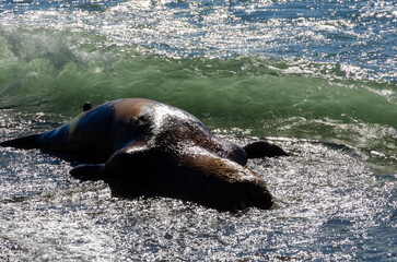 A dead sea lion (Zalophus californianus) washed up on the beach in Tofino BC, the west coast of...