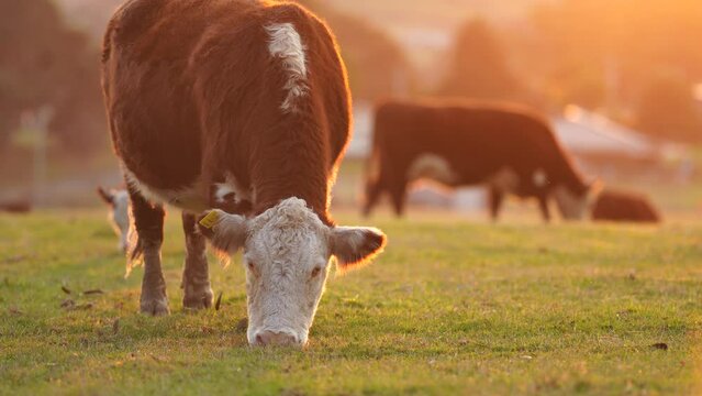 Beautiful Sustainable Cows Grazing on Native Pastures: A Serene Ranching Experience in America	
