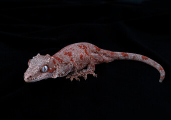Gargoyle Gecko, Rhacodactylus auriculatus