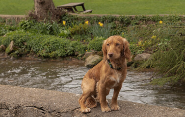 Ginger coloured working cocker spaniel
