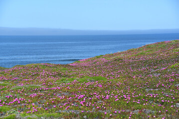 California-Panorama of Purple Ice Plant Blooms Against The Blue Sea