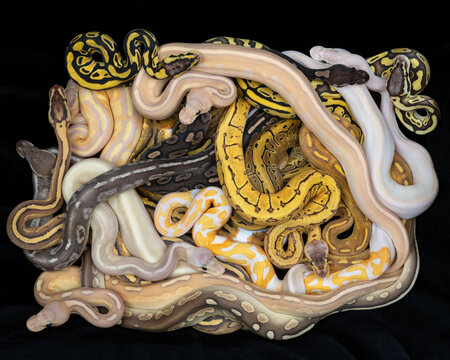 A mix of Ball Python morphs