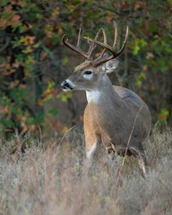 White-tailed Deer male
