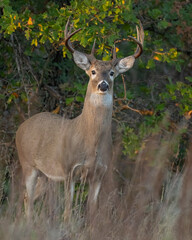 White-tailed Deer male