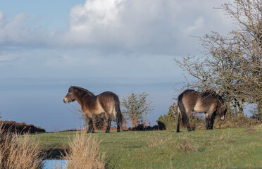Fototapeta na wymiar Ponies living outdoors on the Exmoor National Park