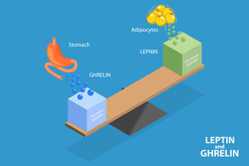 3D Isometric Flat Vector Illustration of Leptin And Ghrelin, Human Endocrine System - obrazy, fototapety, plakaty