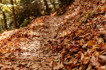 Autumn yellow leaves on the ground close up