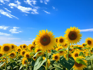 sunflower field with a clear blue sky © Eric