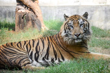 The tiger (Panthera tigris) is the largest living cat species from the genus Panthera.