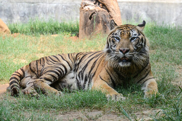 The tiger (Panthera tigris) is the largest living cat species from the genus Panthera.