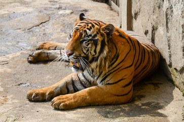The tiger (Panthera tigris) is the largest living cat species from the genus Panthera.